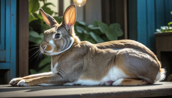 HQ,looking at viewer,brown eyes,closed mouth,lying,indoors,blurry,no humans,window,depth of field,blurry background,animal,cat,plant,on stomach,curtains,rabbit,realistic,potted plant,animal focus,mouse,whiskers,flower,white flower,door