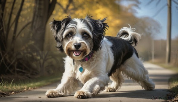 HQ,solo,open mouth,jewelry,outdoors,day,tongue,signature,tongue out,necklace,blurry,collar,tree,no humans,depth of field,blurry background,animal,grass,dog,realistic,road,animal focus,power lines,utility pole,looking at viewer,brown eyes,full body,fangs,pendant,animal collar