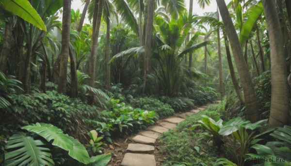 outdoors,day,tree,no humans,leaf,sunlight,grass,plant,nature,scenery,forest,palm tree,road,bush,path