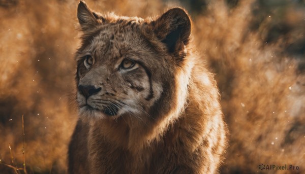 solo,brown eyes,closed mouth,signature,blurry,no humans,animal,cat,fire,looking up,smoke,realistic,animal focus,whiskers,tiger,embers,close-up