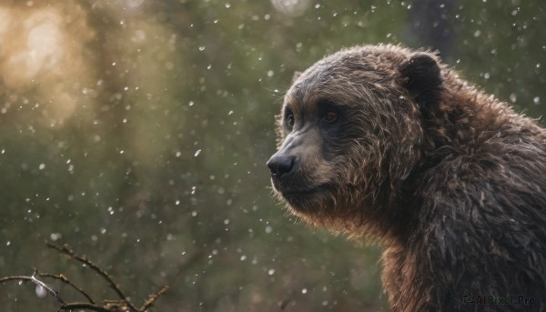 outdoors, blurry, from side, no humans, animal, ground vehicle, snowing, realistic, animal focus, bicycle