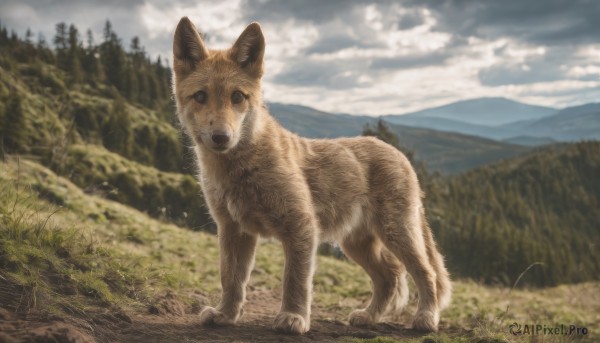 An iconic dog framed by a bold day