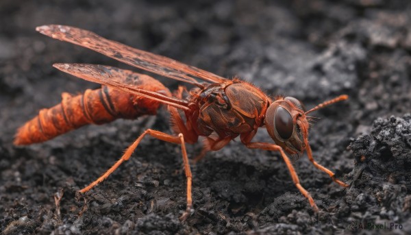 wings, blurry, no humans, bug, flying, realistic, antennae, battle, destruction, insect wings, beetle