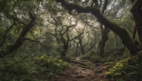 outdoors, tree, no humans, sunlight, plant, nature, scenery, forest, green theme