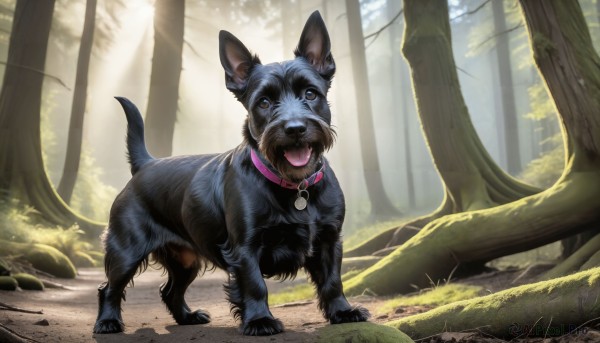 HQ,solo,looking at viewer,open mouth,blue eyes,full body,outdoors,day,tongue,signature,tongue out,collar,tree,no humans,animal,sunlight,grass,nature,forest,dog,light rays,rock,realistic,animal focus,animal collar,brown eyes,standing