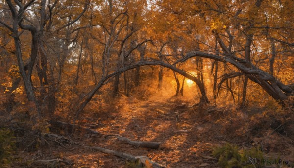 outdoors,day,tree,dutch angle,no humans,leaf,sunlight,grass,nature,scenery,forest,road,autumn leaves,bare tree,autumn,orange theme,path,signature,branch,dappled sunlight