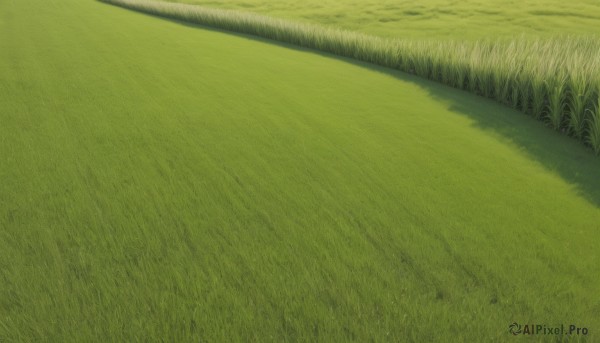 outdoors,sky,day,no humans,grass,nature,scenery,forest,field,green theme,plant,road