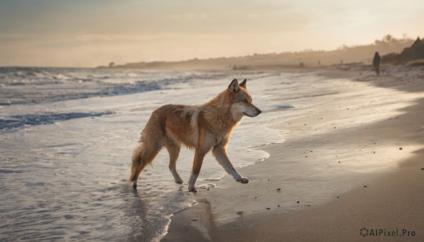 outdoors, water, no humans, ocean, animal, beach, scenery, realistic, sand