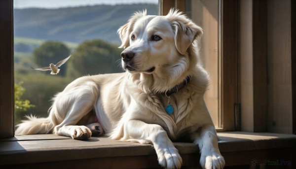 HQ,jewelry,day,indoors,blurry,collar,tree,no humans,window,bird,animal,dog,realistic,animal focus,solo,brown eyes,outdoors,sky,cloud,signature,necklace,blurry background,pendant,door,animal collar