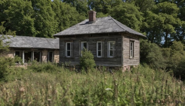 outdoors,sky,day,blurry,tree,no humans,window,depth of field,grass,plant,building,nature,scenery,forest,door,potted plant,bush,house