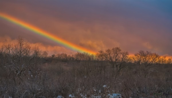 outdoors,sky,cloud,tree,blue sky,no humans,cloudy sky,grass,plant,nature,scenery,forest,sunset,field,rainbow,gradient sky,bare tree,twilight,evening,orange sky