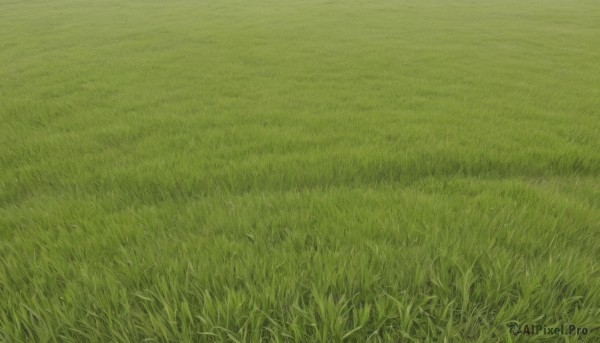 outdoors,day,no humans,traditional media,grass,nature,scenery,field,green theme,plant,road