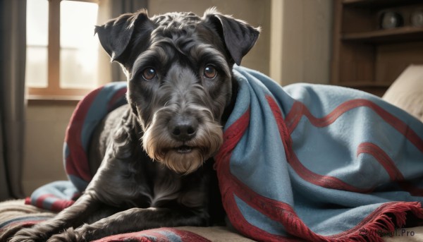 HQ,solo,looking at viewer,brown eyes,lying,day,indoors,blurry,pillow,no humans,window,bed,blurry background,animal,on stomach,curtains,dog,realistic,blanket,clock,under covers,animal focus,closed mouth,scarf,depth of field