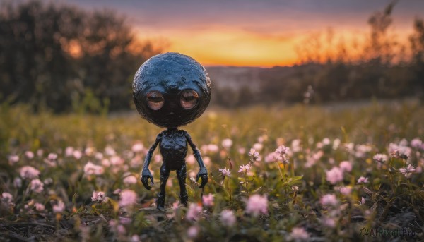 solo, looking at viewer, standing, flower, outdoors, sky, blurry, no humans, depth of field, scenery, sunset, field