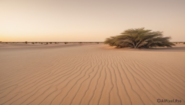 outdoors,sky,water,tree,no humans,ocean,beach,grass,plant,nature,scenery,sunset,sand,horizon,evening,shore,orange sky,desert,cloud,palm tree,sun