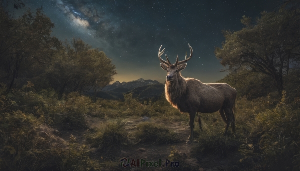 outdoors, sky, tree, no humans, night, animal, grass, star (sky), nature, night sky, scenery, starry sky, antlers, deer