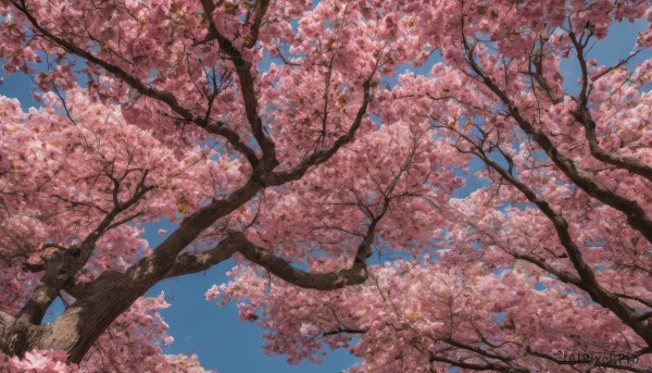 outdoors, sky, day, tree, blue sky, no humans, cherry blossoms, scenery, spring (season)