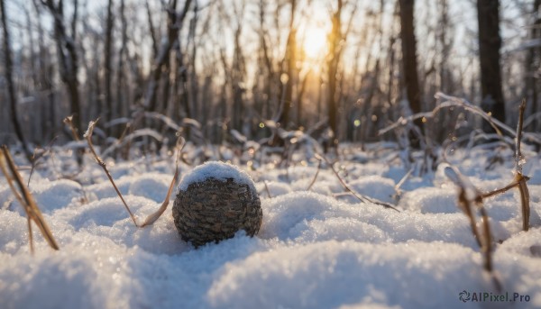 weapon, outdoors, day, sword, blurry, tree, no humans, nature, scenery, snow, forest, winter, planted, bare tree, planted sword, pine tree