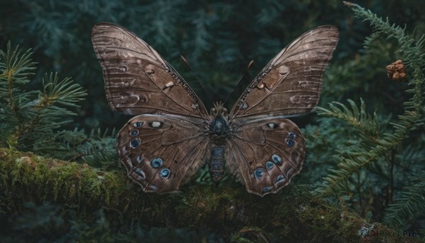 outdoors, wings, blurry, no humans, animal, leaf, bug, plant, butterfly, nature, forest, realistic, antennae