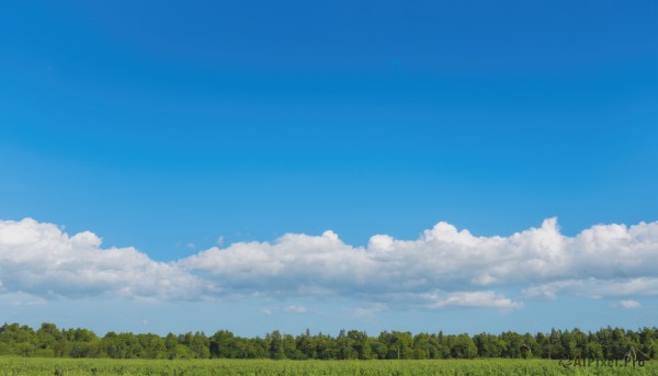 outdoors,sky,day,cloud,tree,blue sky,no humans,cloudy sky,grass,nature,scenery,forest,field