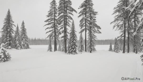 monochrome,greyscale,outdoors,tree,no humans,nature,scenery,snow,forest,winter,footprints,pine tree,sky