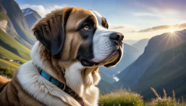 HQ,solo,jewelry,yellow eyes,outdoors,sky,day,cloud,signature,necklace,collar,blue sky,orange eyes,no humans,animal,sunlight,looking up,nature,scenery,dog,mountain,realistic,sun,animal focus,mountainous horizon,sunrise,blurry,tree,fur trim,cloudy sky,grass,lens flare