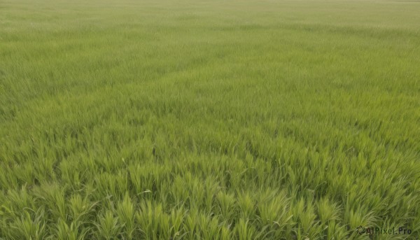 flower,outdoors,day,no humans,grass,nature,scenery,field,green theme,traditional media,plant