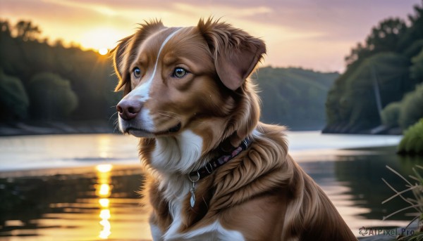 HQ,solo,blue eyes,jewelry,closed mouth,outdoors,sky,signature,water,blurry,collar,tree,no humans,depth of field,blurry background,animal,looking up,scenery,reflection,sunset,dog,mountain,realistic,animal focus,river,lake,upper body,cloud,dated,fangs,sunlight,lens flare,sun