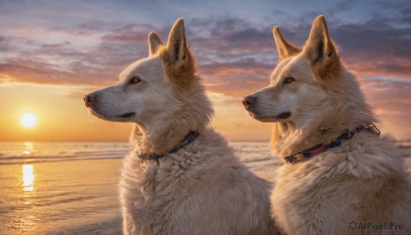 closed mouth, outdoors, sky, cloud, signature, water, collar, no humans, ocean, animal, cloudy sky, sunset, dog, realistic, sun, animal focus