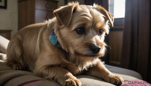 HQ,brown eyes,jewelry,earrings,lying,indoors,blurry,pillow,book,no humans,window,bed,depth of field,blurry background,animal,on bed,cat,on stomach,curtains,dog,realistic,animal focus,animalization,solo,day,signature,yarn,yarn ball