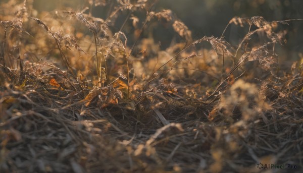 A unique subject captured beautifully in a inviting outdoors