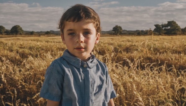 solo,looking at viewer,short hair,blue eyes,brown hair,shirt,1boy,closed mouth,upper body,short sleeves,male focus,outdoors,sky,day,collared shirt,cloud,tree,cloudy sky,blue shirt,child,realistic,male child,field,smile,black hair,aged down,wheat