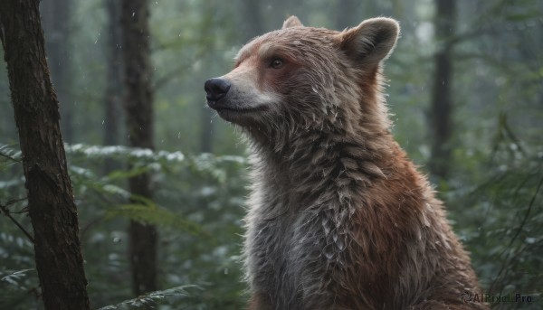 outdoors, day, signature, blurry, tree, no humans, depth of field, blurry background, animal, nature, forest, realistic, animal focus