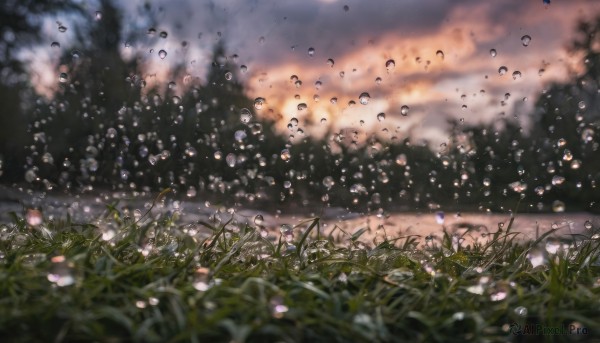 flower, outdoors, sky, cloud, blurry, no humans, depth of field, cloudy sky, grass, scenery, blurry foreground, water drop, field