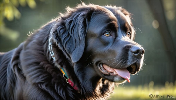 HQ,solo,open mouth,brown eyes,teeth,tongue,artist name,signature,tongue out,blurry,collar,no humans,depth of field,blurry background,animal,looking up,dog,realistic,nose,animal focus,whiskers,jewelry,yellow eyes,earrings,outdoors,fangs,watermark,sunlight,web address,close-up