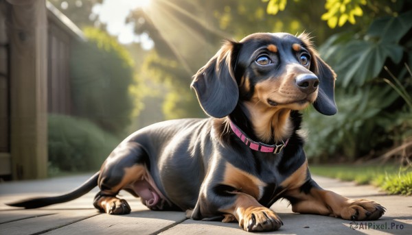 HQ,solo,brown eyes,closed mouth,full body,outdoors,day,blurry,collar,no humans,depth of field,blurry background,animal,sunlight,plant,dog,light rays,realistic,leash,road,animal focus,animal collar,pavement,looking at viewer,lying,signature,tree,grass,on stomach,bush