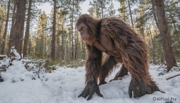 solo,1boy,closed mouth,male focus,outdoors,day,signature,tree,no humans,muscular,facial hair,all fours,nature,claws,beard,snow,forest,rock,realistic,winter,fur,monkey,scenery