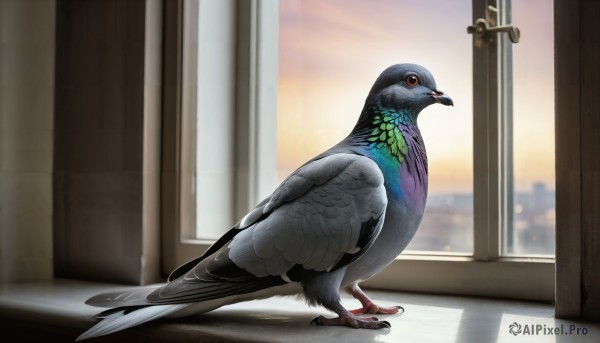 HQ,solo,red eyes,standing,full body,wings,indoors,blurry,from side,no humans,window,bird,animal,feathers,curtains,realistic,animal focus,talons,spread wings,looking at viewer,closed mouth,door,pigeon