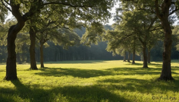 outdoors,day,tree,no humans,sunlight,grass,nature,scenery,forest,dappled sunlight,sky,blue sky,shadow,shade,field,landscape