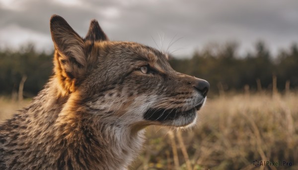 solo,closed mouth,outdoors,sky,cloud,blurry,from side,tree,no humans,profile,depth of field,blurry background,animal,cat,cloudy sky,nature,realistic,animal focus,whiskers,day,signature,grass,close-up,field