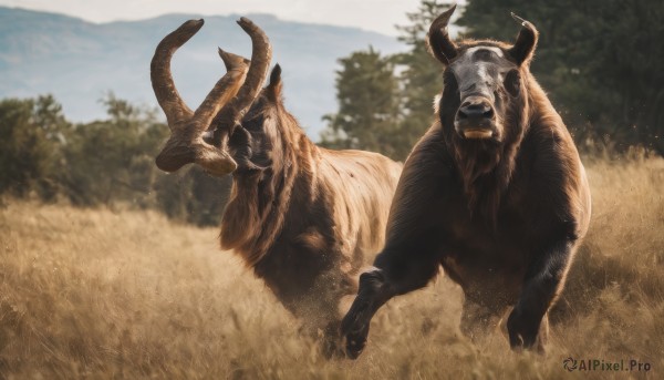 outdoors,horns,sky,day,blurry,tree,no humans,blurry background,animal,grass,nature,realistic,field,animal focus,tusks,cow,goat,solo,looking at viewer,open mouth,teeth,running,antlers,deer,animal skull