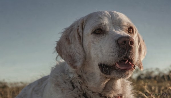 solo,open mouth,brown eyes,outdoors,sky,day,blurry,blue sky,no humans,blurry background,animal,portrait,dog,realistic,animal focus,teeth,depth of field,fangs,sharp teeth,field