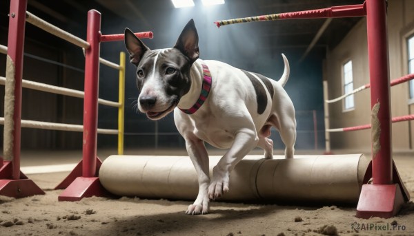 HQ,solo,looking at viewer,outdoors,day,indoors,black eyes,collar,no humans,window,animal,building,dog,realistic,animal focus,animal collar