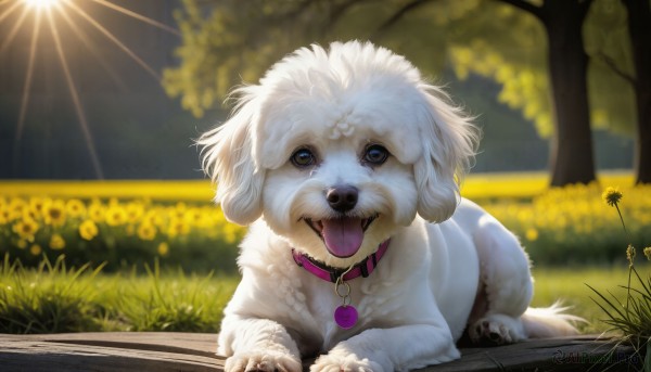 A glimpse of a dog in a ethereal day