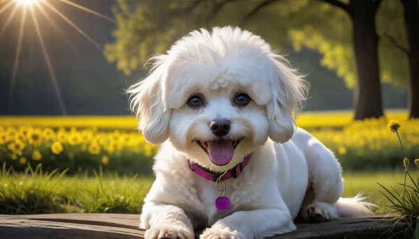 HQ,solo,looking at viewer,open mouth,blue eyes,flower,outdoors,day,tongue,tongue out,blurry,collar,tree,no humans,depth of field,blurry background,animal,sunlight,grass,dog,realistic,sun,animal focus,red collar,signature,bench,animal collar