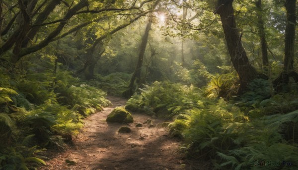 outdoors, day, tree, no humans, sunlight, grass, plant, nature, scenery, forest, rock, road, path