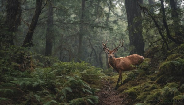 outdoors, day, tree, no humans, animal, nature, scenery, forest, realistic, antlers, deer