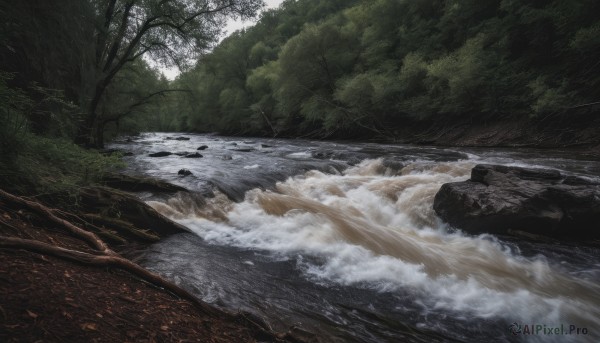 outdoors,day,water,tree,no humans,nature,scenery,forest,rock,river,waves,landscape,shore