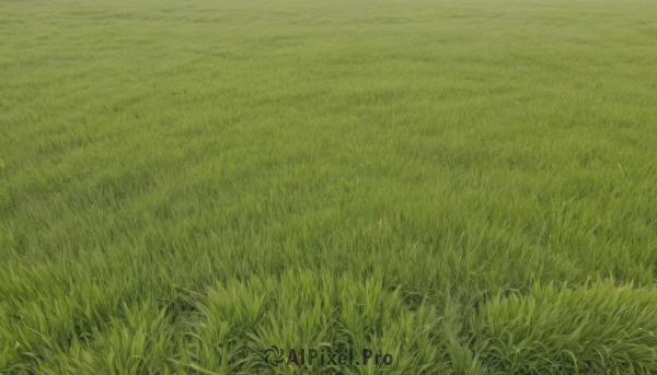 outdoors,day,no humans,traditional media,grass,nature,scenery,field,green theme,signature,plant,green background,road