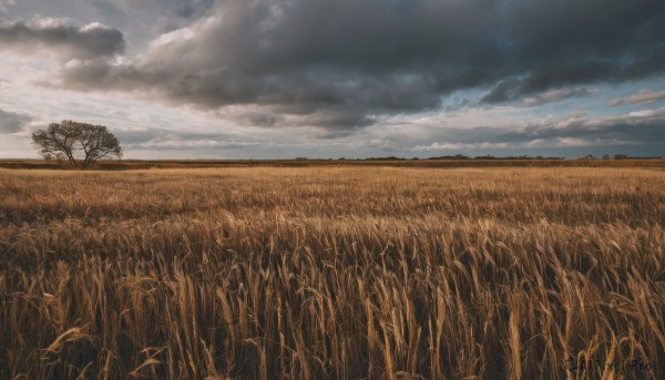 outdoors,sky,day,cloud,tree,blue sky,no humans,cloudy sky,grass,nature,scenery,field,flower field,landscape